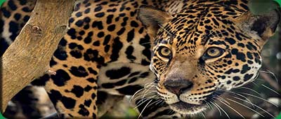 Visit Tambopata