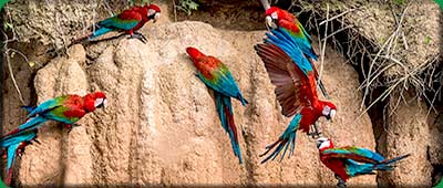 Visit Tambopata