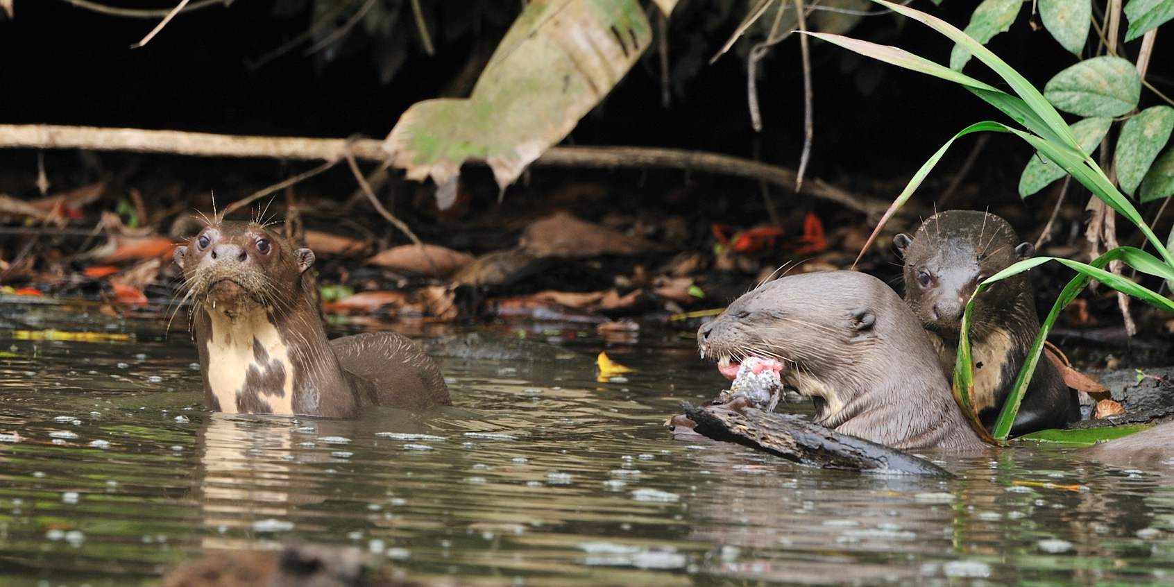 PERU AMAZONICO